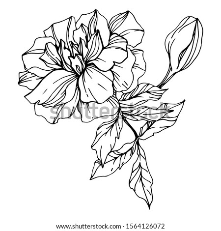 Vector Marigold floral botanical flowers. Wild spring leaf wildflower isolated. Black and white engraved ink art. Isolated tagetes illustration element.