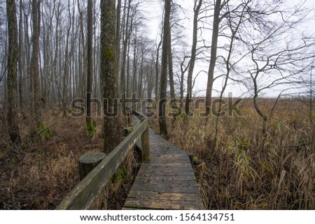 Boardwalk near flooded lake in Samogitia region in Lithuania/Europe. Picture of gloomy  forest woodland landscape in late autumn . 