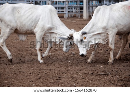 Brahman beef cows are farm in Thailand