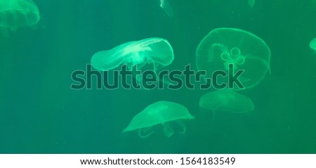 
Photo of jellyfish on a green background.