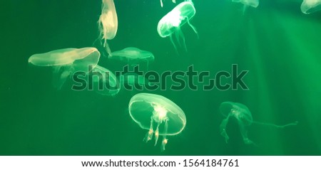 Photo of jellyfish on a green background.