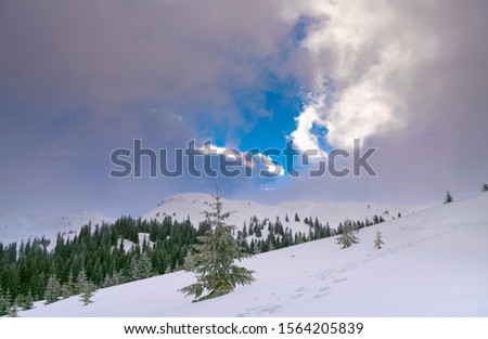 A Christmas landscape with spruce trees on the background of high mountains. Dramatic cloudy sky. Marmarosh ridge, Carpathian mountains, Ukraine.