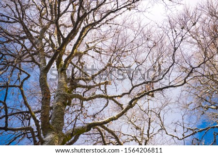 Trees covered with white snow against the sky. Natural winter background.