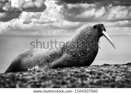 Nature - black and white art. Walrus on the sand beach. Detail portrait of Walrus with big white tusk, Odobenus rosmarus, big animal in nature habitat on Svalbard, Norway. Wildlife Arctic.