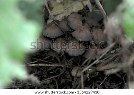 
mushroom family in the forest
