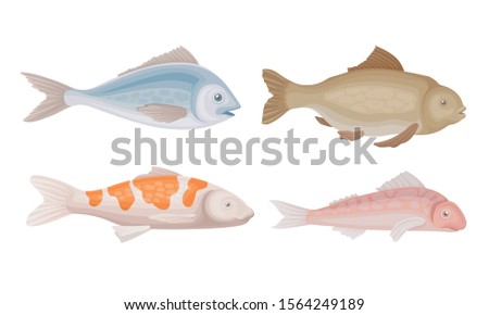 Realistic Marketable Fish Vector Set. Various Sorts of Fresh Fish Collection