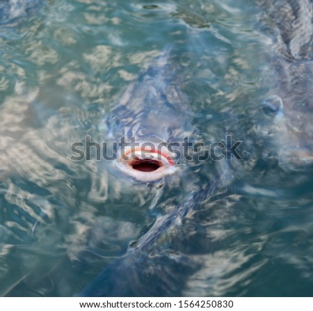 A fish that opens its mouth, smiles above the water surface