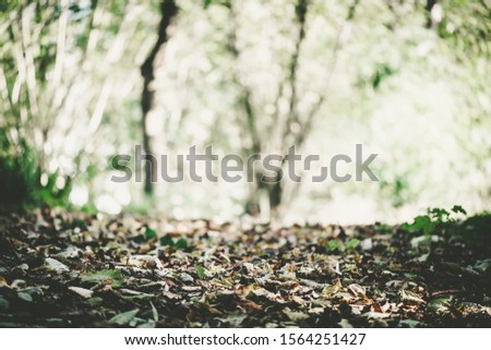 Autumn picture in the forest, leaves, see-through, sun rays, city park, background concept, Baanakkerspark, dreamy, idyllic, brown, orange and yellow colors, space for text