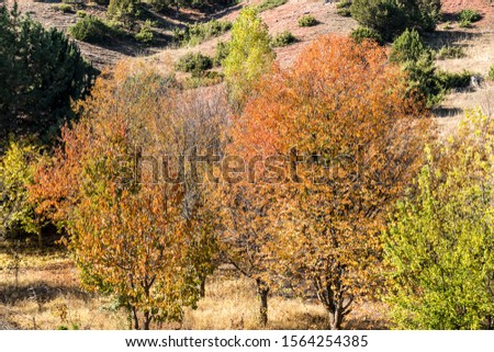 Autumn Trees nature. Beautiful Autumn scene background, Forest with colorful yellow, red, green and orange colour leaves. 