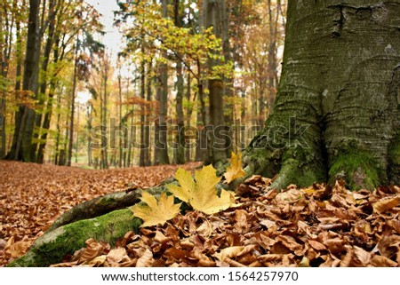 Amazing autumn Carpathian forest, Slovakia, Europe