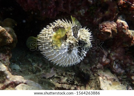 Porcupine fish. Inflated puffer fish. Porcupinefish like a balloon. Scared pufferfish on the coral reef of Andaman sea, Thailand. Underwater photography. Detail of spines of puffed puffer.