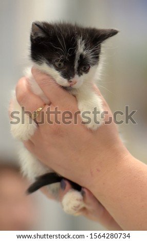 cute little black and white kitten in hand