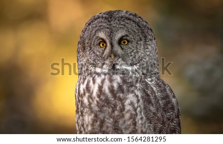 A great grey owl in Canada 