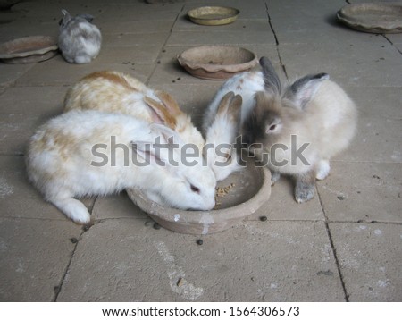 Feed rabbits with pellet food in the animal feeding area. Group of rabbits eating food from a tray with hunger at the rural farm, Phrae Thailand.