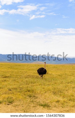 Ostrich bird in the Ngorongoro crater National Park. Safari Tours in Savannah of Africa. Beautiful wildlife in Tanzania, Africa