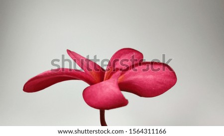 Red frangipani flowers that bloom on a white background