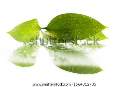 leaves with drops and reflection on a white background