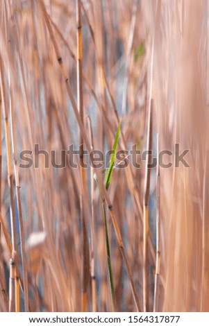 Reed beside the lake in winter