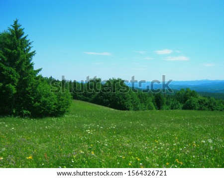 beautiful views of green grass and natural trees