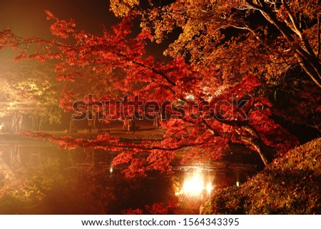 Beautiful autumnal park under light illumination.