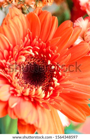 Selective focus of a beautiful abstract macro of a coral colored Gerbera Daisy with water drops over a pink background. Copy space for your text. Top view. 