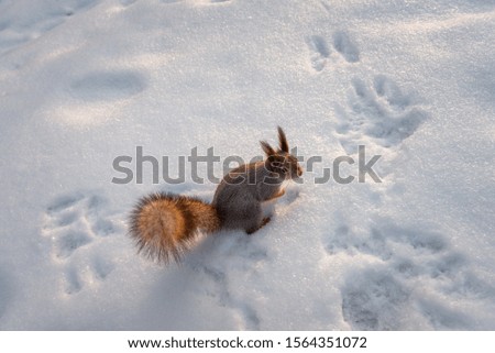 Red squirrel in the snow. Cold weather, frost and squirrel