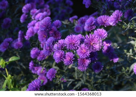 Small little purple bush of pink flowers, in the home garden. Gardening concept picture. Happy birthday or Valentine's Day flower card background