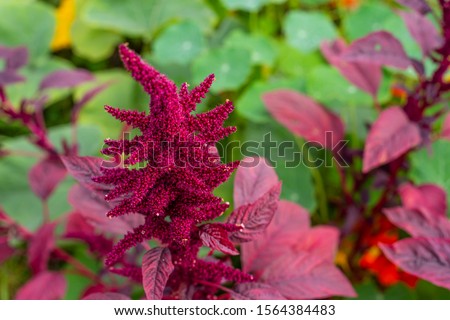 Beautiful background with bright pink amaranth plants in summer garden Royalty-Free Stock Photo #1564384483