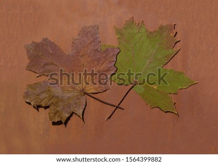 Dry maple leaves on a brown pastel background with a hard shadow.