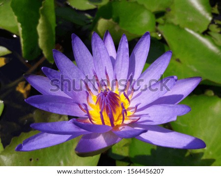 Beautiful purple lotus in pond.