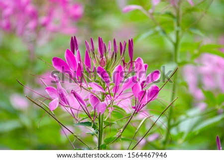 Pink And White Spider flower(Cleome hassleriana) in the garden for background use.Dalat, Vietnam.