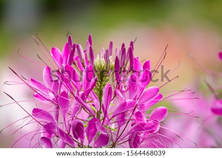 Pink And White Spider flower(Cleome hassleriana) in the garden for background use.Dalat, Vietnam.