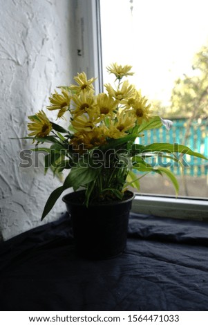  autumn small chrysanthemums yellow flowers
                            