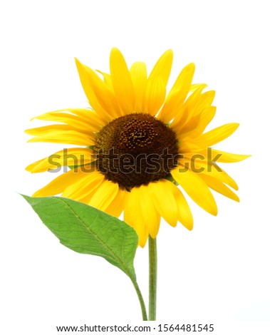 Beautiful single flowering sunflower in the sunshine, isolated and exposed against white background