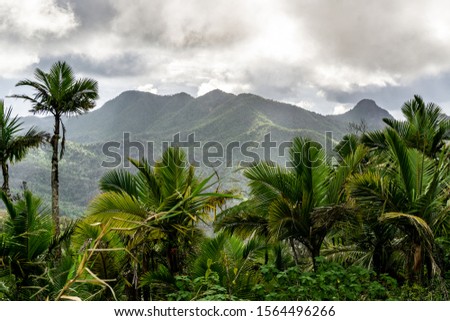 Jungle mountain view from El Yunque, Puerto Rico