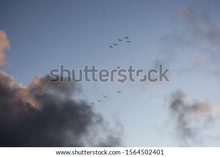 a flock cranes fly in the sky at sunrise