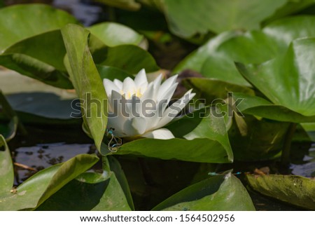 Blooming lotuses in the river. Large white flowers with large leaves growing in a pond.