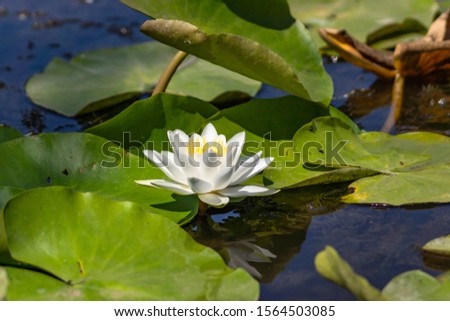 Blooming lotuses in the river. Large white flowers with large leaves growing in a pond.