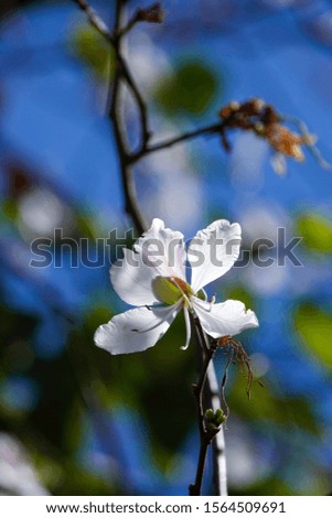 Springtime: white Bauhinia Variegata Candida in blooming, with blue sky background, Dalat, Vietnam.