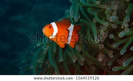 Beautiful clown fish in the sea anemone with blue background. Detail of anemone fish isolated hiding in coral Andaman sea, Thailand. Underwater macro photography. Scuba diving in Thailand.