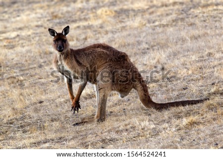 Western grey kangaroo (Macropus fuliginosus), Kangaroo Island, South Australia, Australia.