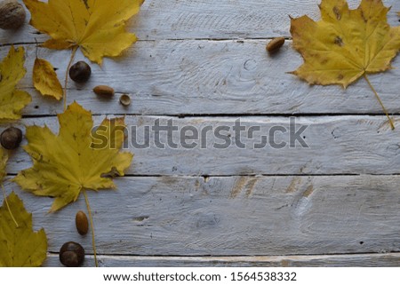 Artistic mockup for your artwork with maple leaves, chestnuts, acorns on wooden background shot from the top. Flat lay composition with space for text.