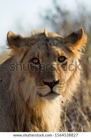 African lion (Panthera leo) - young Male, Kgalagadi Transfrontier Park, Kalahari desert, South Africa.