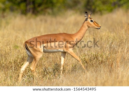 Impala (Aepiceros melampus), Kruger National Park, South Africa.
