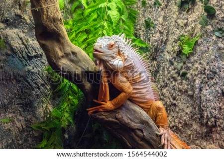 Tropical lizard in terrarium. Iguana closeup photo. Orange lizard rest on wooden trunk. Terrarium enclosure in zoo. Exotic animal portrait. Tropical reptile care and housing. Keeping iguana as pet 