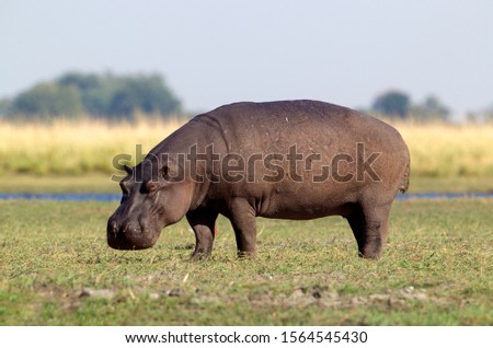 Hippopotamus (Hippopotamus amphibius), Chobe river, Chobe National Park, Botswana.