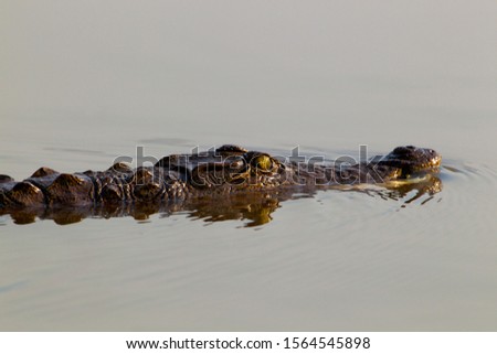 Nile crocodile (Crocodylus niloticus), in the water, Sunset Damm,  Kruger National Park, South Africa.