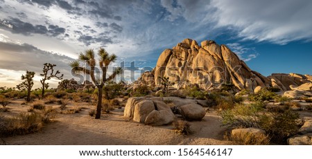Joshua Tree National Park in California. The cloudy sunset was shot just after a big storm. This situations leaded to a breathtaking cloudy sky that took fire during sunset. Royalty-Free Stock Photo #1564546147