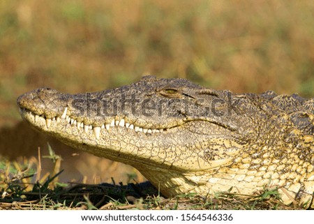 Nile crocodile (Crocodylus niloticus), in the Chobe river, Chobe National Park, Botswana.