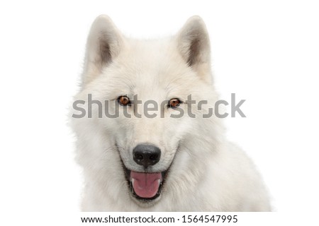 polar wolf portrait isolated on white background